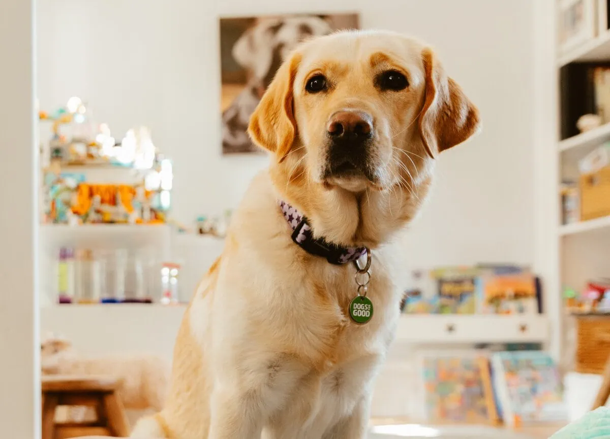 Autism Assistance Yellow Labrador Sitting Home Closeup Frontfacing