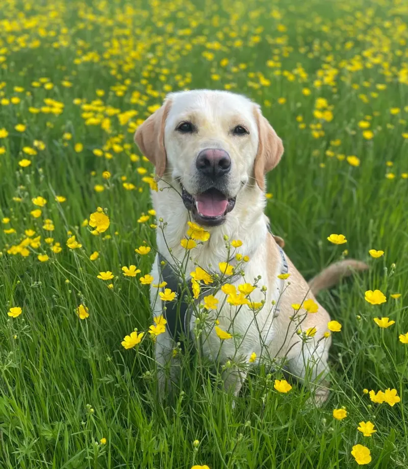 Walt sitting in field of flowers