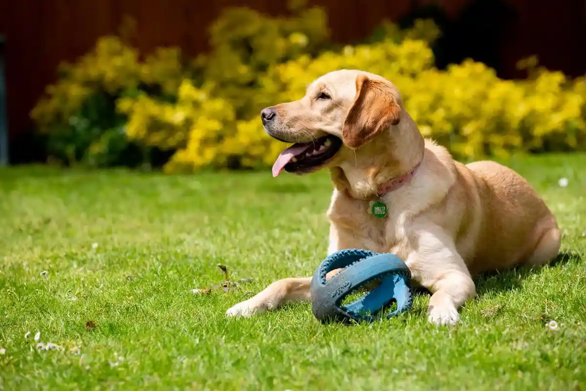 Assistance Golden Retreiver Laying Down Lawn Garden Ball Playing Summer Sideview