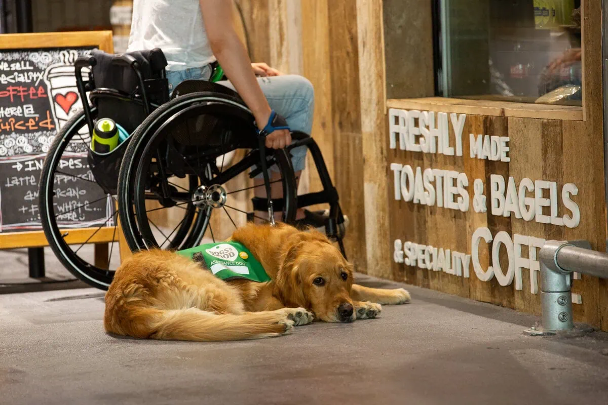 Physical Disability Assistance Golden Retreiver Laying Down Resting Adult Wheelchair Indoor Market Sideview