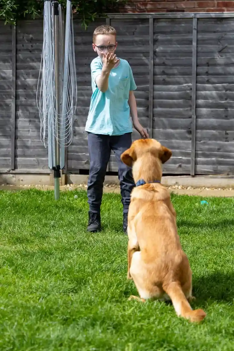 Family Dog Golden Retreiver Sitting Waiting Garden Child Ball Playing Frontfacing
