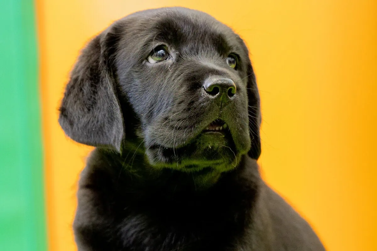 Black Labrador Puppy Sitting Sideview