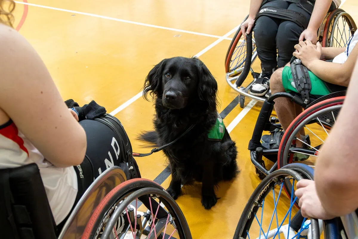 Physical Disability Assistance Black Labrador Sitting Three Adults Wheelchair Inside Basketball Court Topdown View