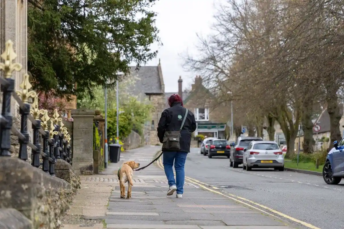 Assistance Golden Retreiver Volunteer Walking Pavement Street Backfacing
