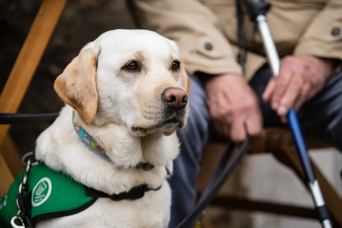 Dementia Assistance Yellow Labrador Sitting Waiting Adult Sitting Closeup Sideview
