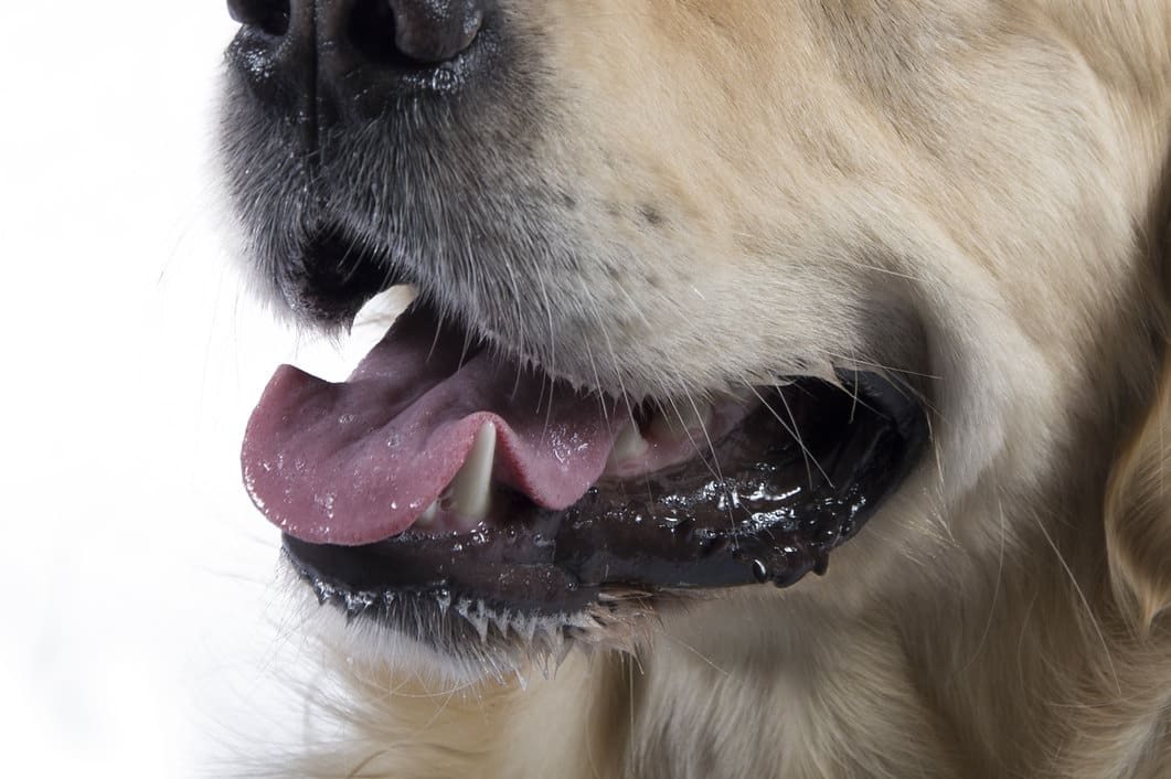 Home Good Advice Health Five Minute Dog Health Check (Teeth)