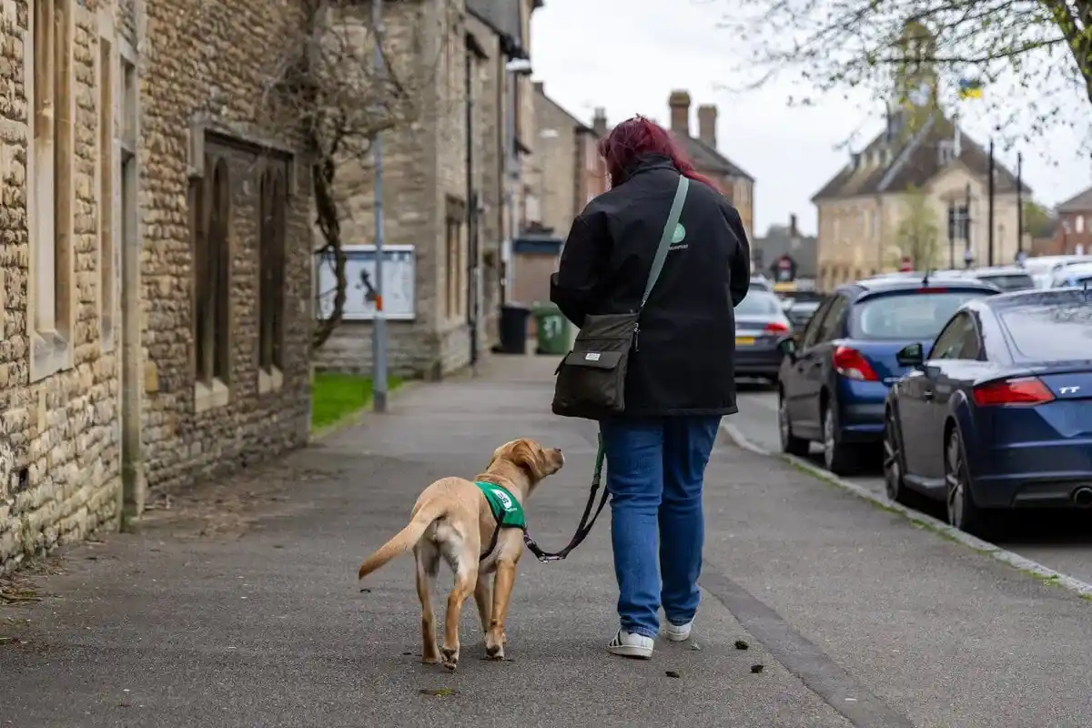 Assistance Golden Retreiver Volunteer Walking Pavement Street Closeup Backfacing