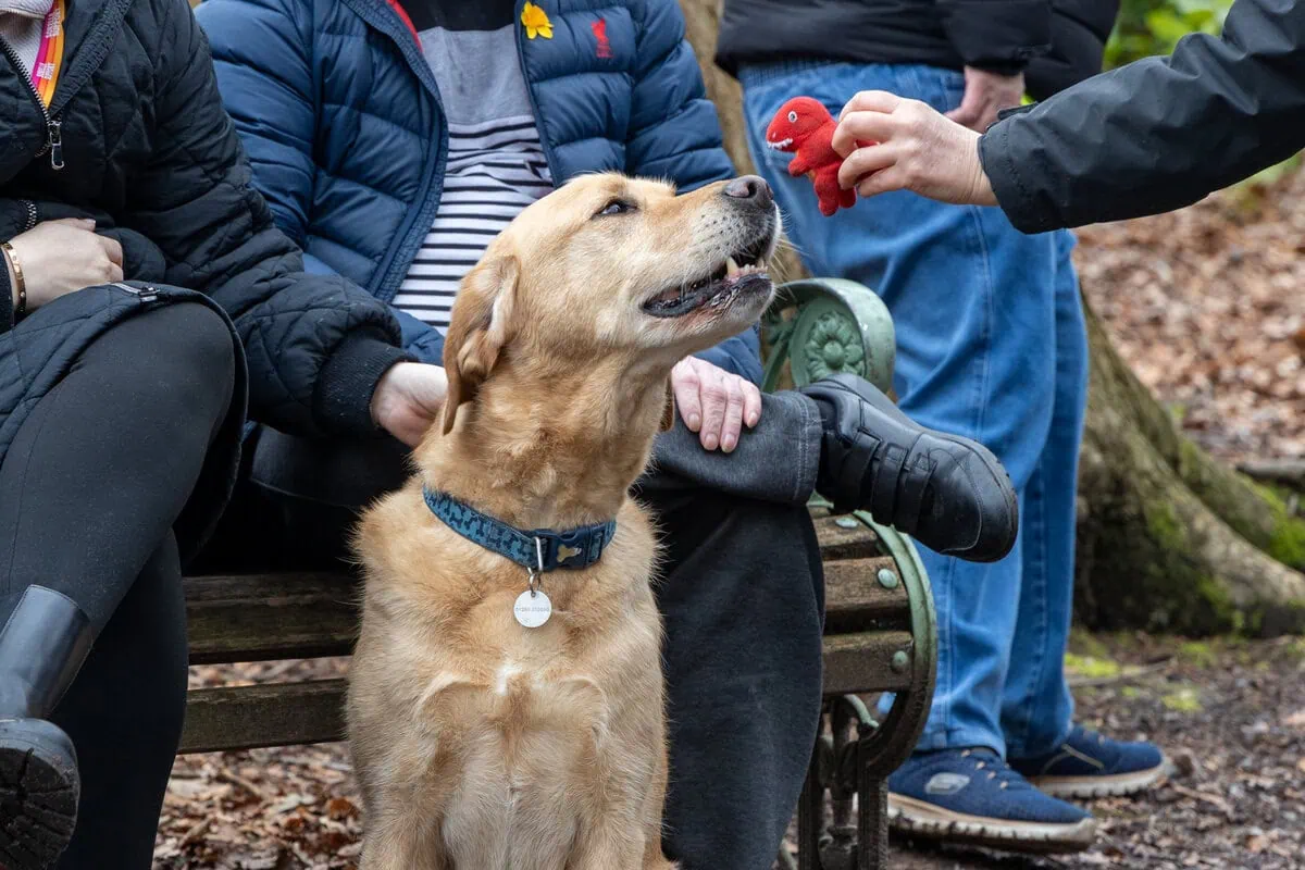 Community Golden Retreiver Woods Sitting Interacting Adults Carers Sideview