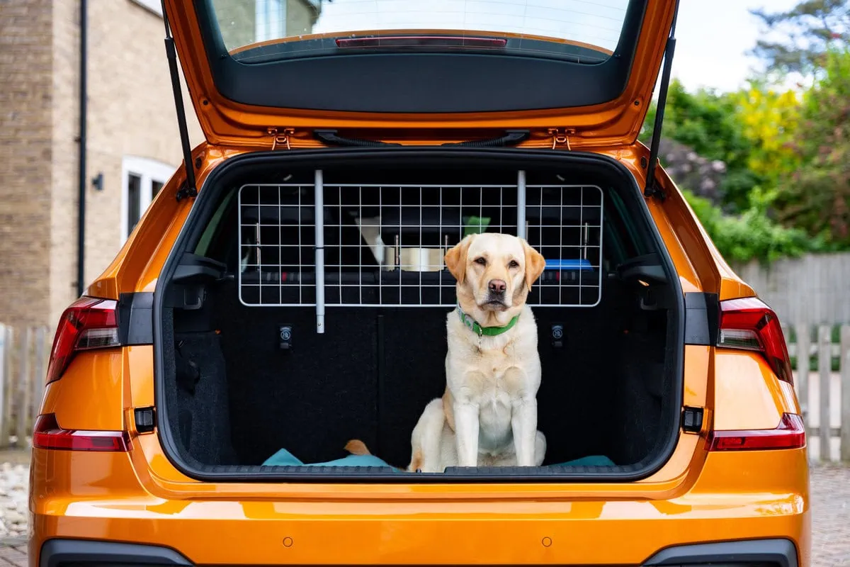 Assistance Yellow Labrador Sitting Boot Orange Skoda Car Driveway Closeup Frontfacing