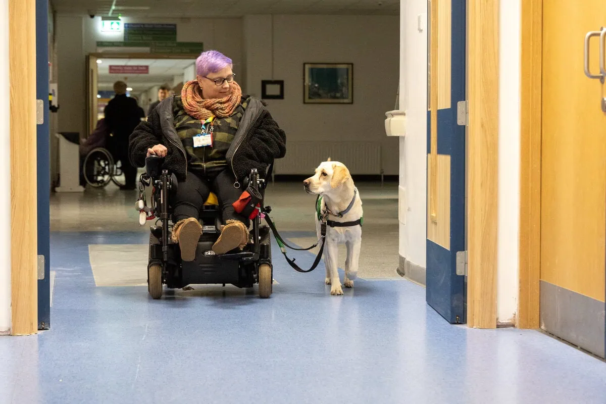 Physical Disability Assistance Yellow Labrador Walking Adult Wheelchair Hospital Corridor Frontfacing