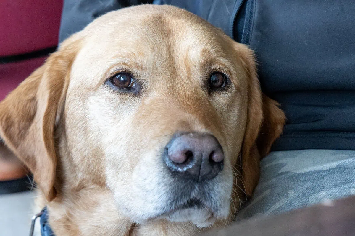 Community Golden Retreiver Sitting Resting Frontfacing