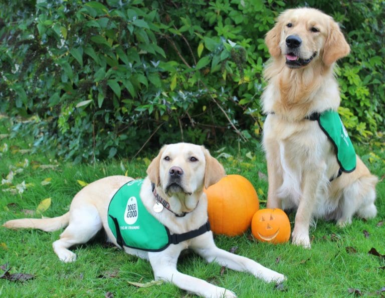 Home Good Advice Wellbeing Dogs At Halloween Keeping Your Dog Calm