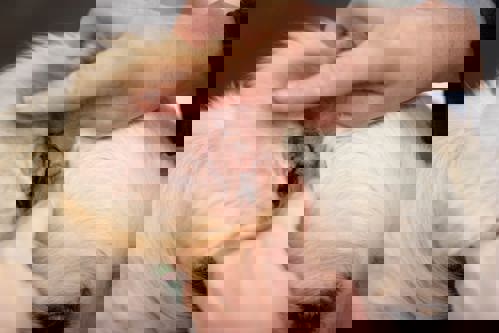 A close up of a dog's ear