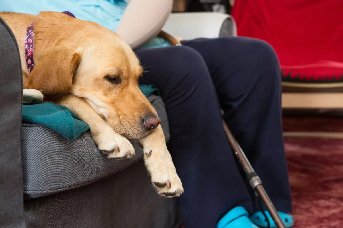 Physical Disability Assistance Golden Retreiver Laying Sofa Adult Stroking Sideview