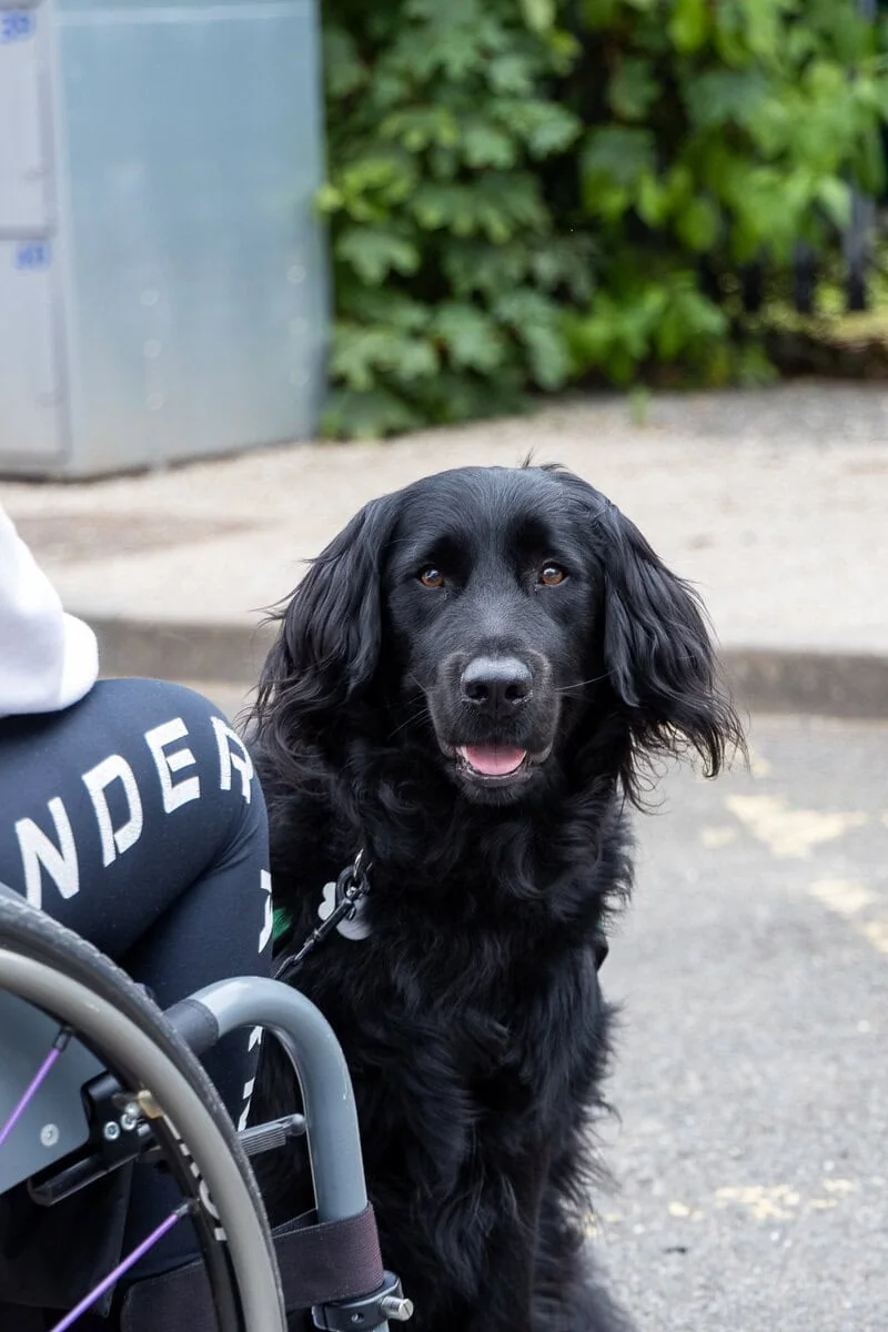 Assistance Black Cocker Spaniel Sitting Outside Pavement Adult Wheelchair Frontfacing