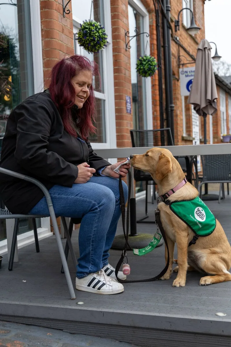 Assistance Golden Retreiver Volunteer Sitting Cafe Sideview