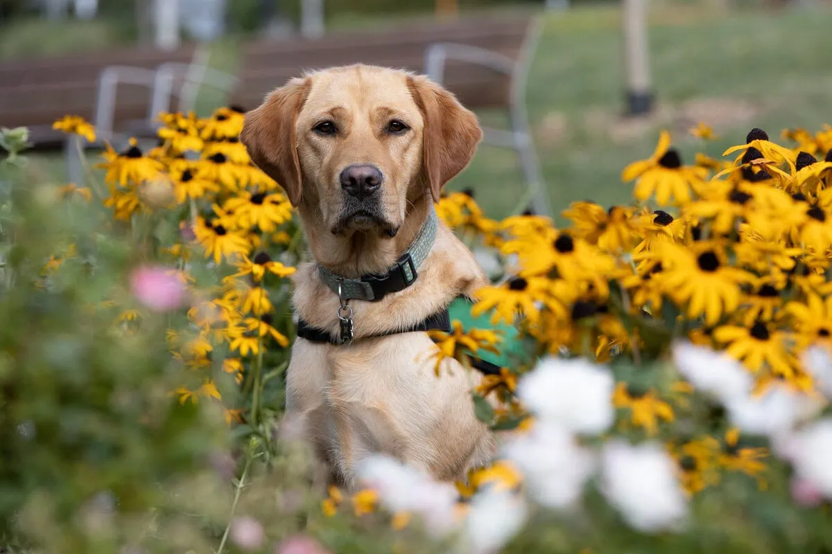 Assistance Golden Retreiver Sitting Garden Yellow Coneflowers Summer Frontfacing