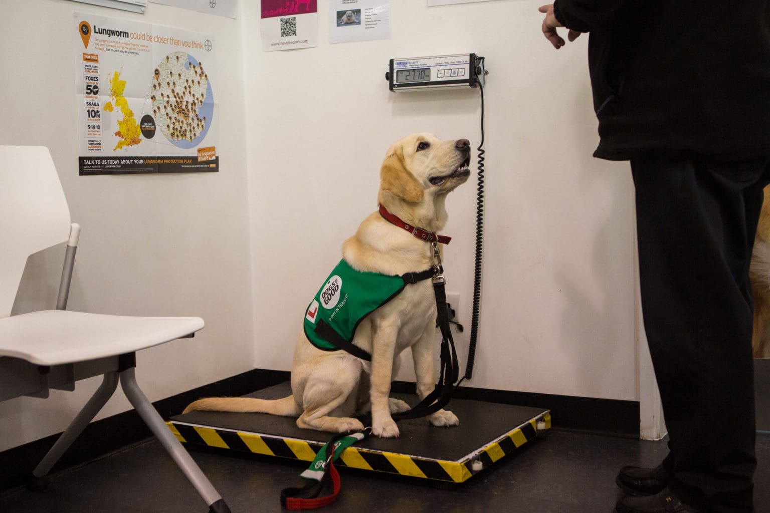 Home Good Advice Health Help Keep Your Hungry Dog A Healthy Weight