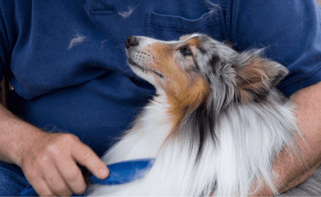 Home Good Advice Health Grooming Your Dog