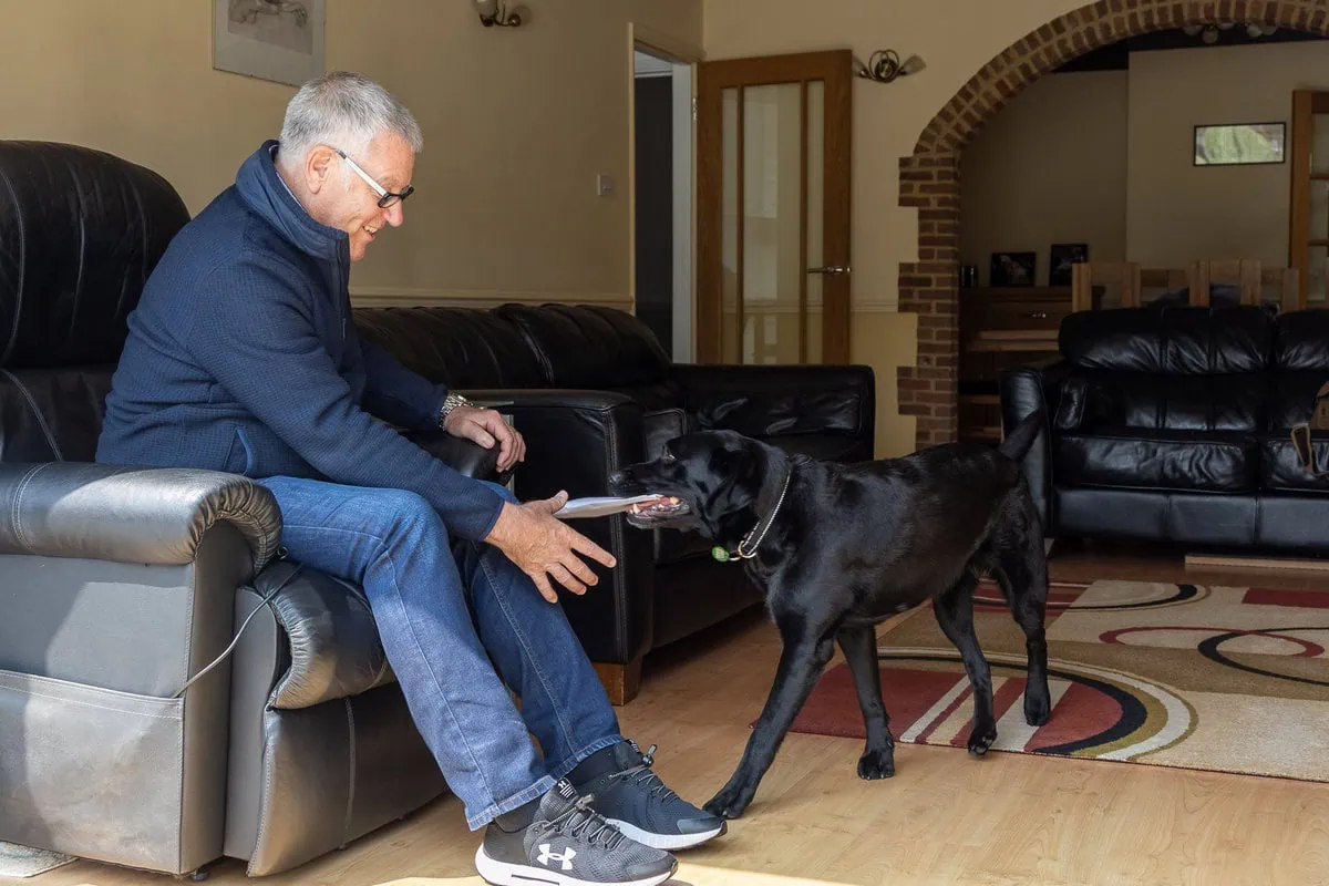 Physical Disability Assistance Black Labrador Playing Tug Adult Sitting Sofa Livingroom Sideview