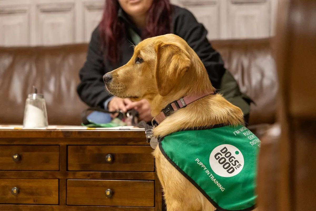 Assistance Golden Retreiver Sitting Volunteer Sitting Cafe Closeup Sideview
