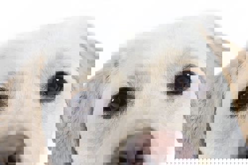 A close up of a dog's eyes