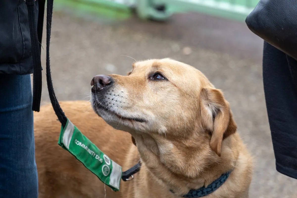 Community Golden Retreiver Walk Woods Sideview