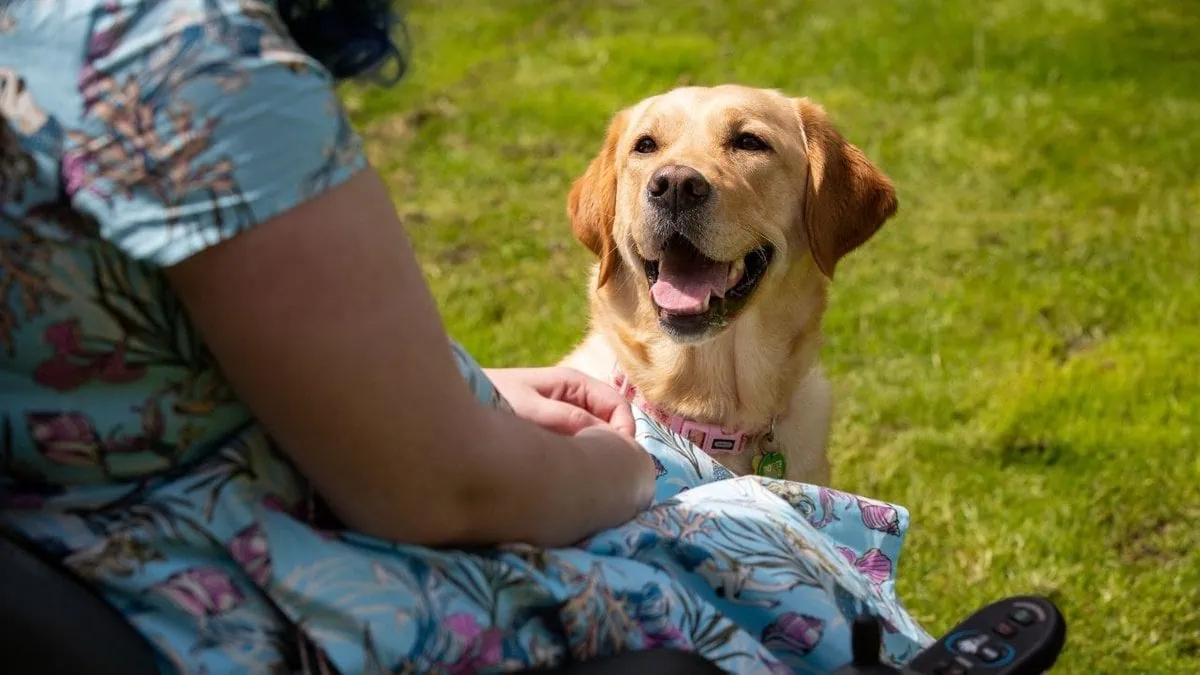 Assistance Golden Retreiver Sitting Outside Garden Adult Summer Closeup Frontfacing
