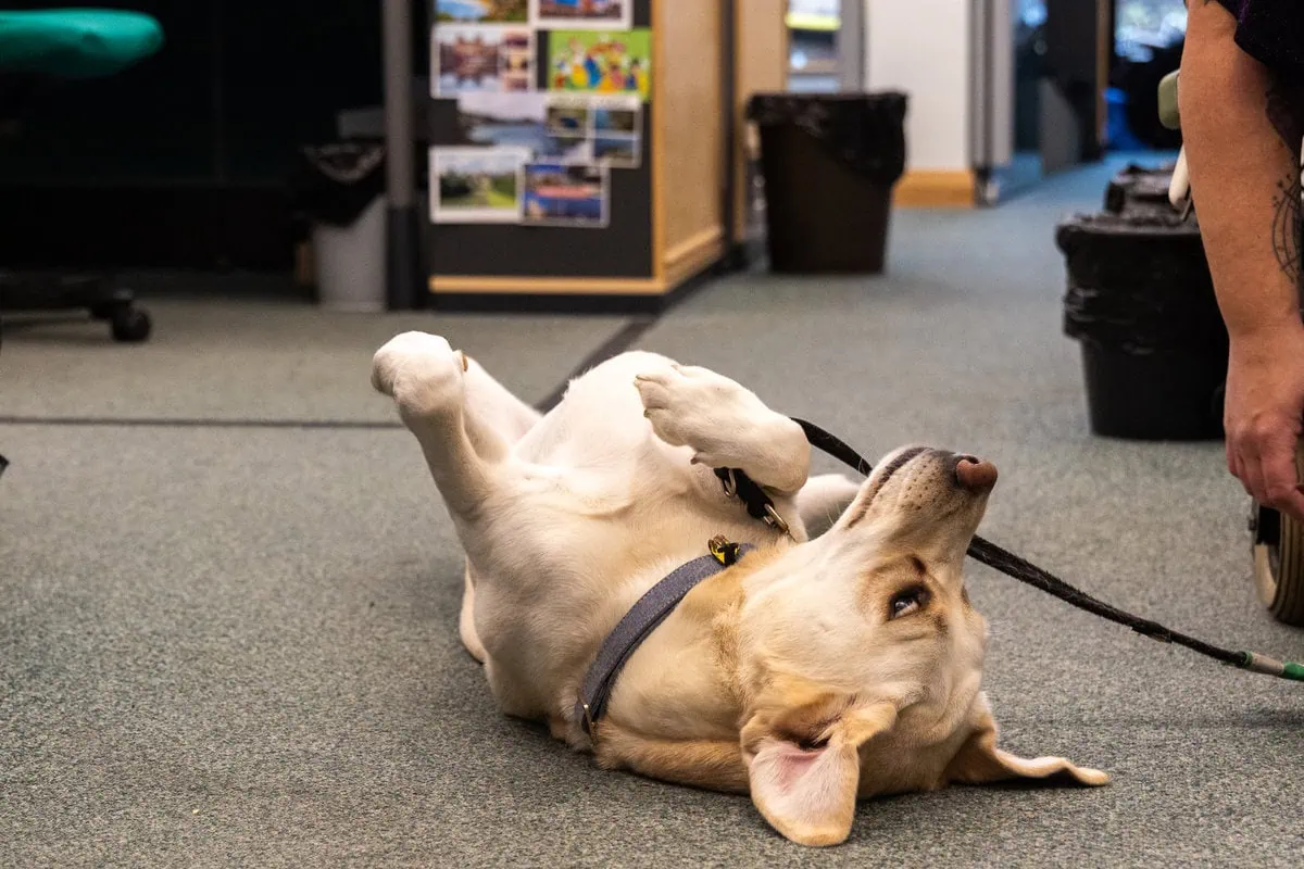 Physical Disability Assistance Yellow Labrador Laying Down Tummy Rub Closeup Frontfacing