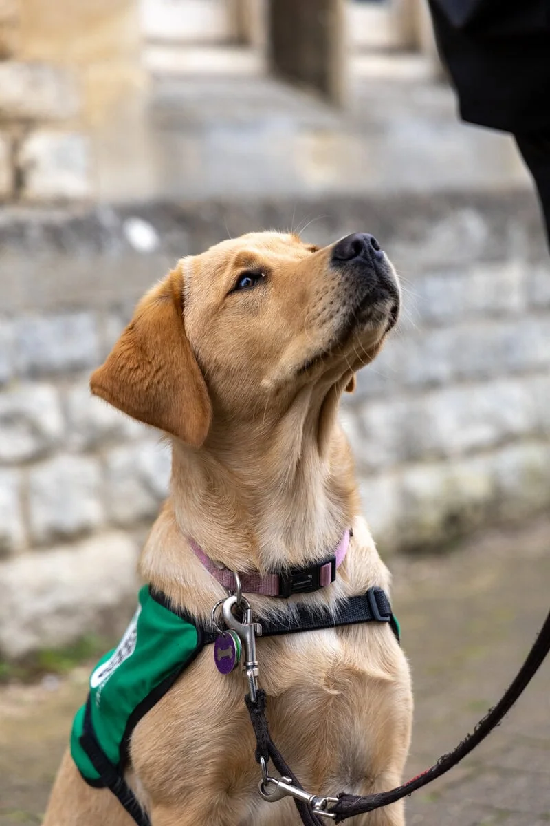 Assistance Golden Retreiver Puppy Sitting Volunteer Pavement Highstreet Closeup Sideview